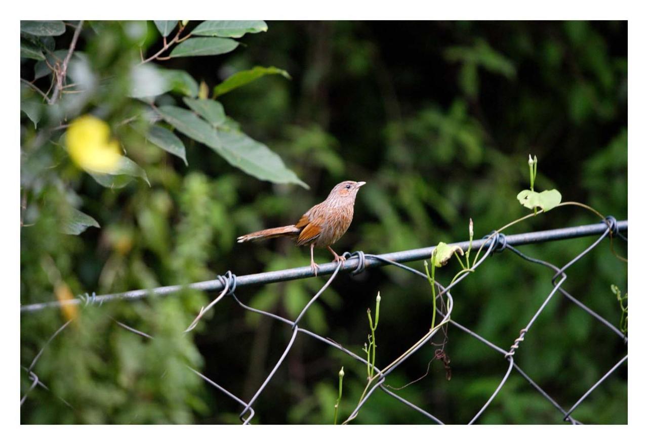 Saffronstays Himalaica, Nainital Bhowali Exteriör bild